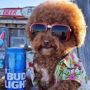 Meet your Posher, Trevor